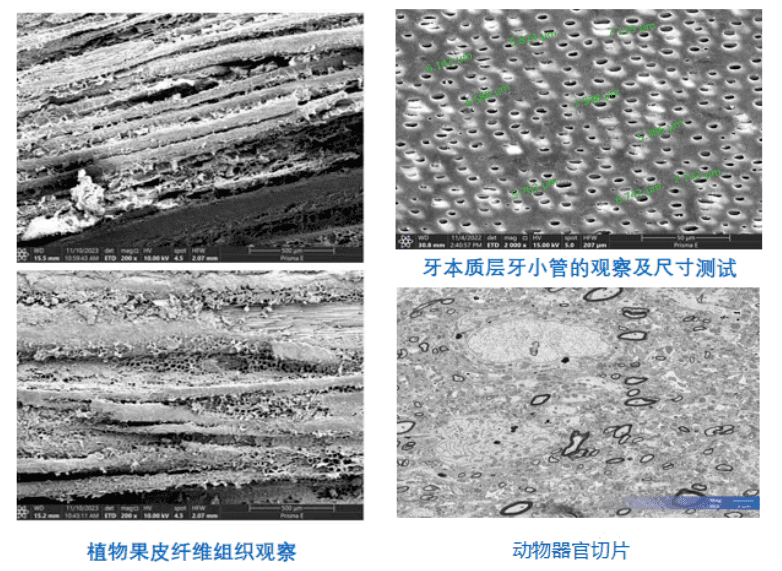 生命科学应用SEM图像